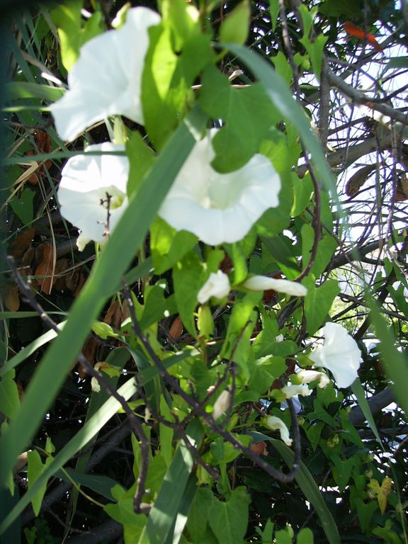 Calystegia sepium